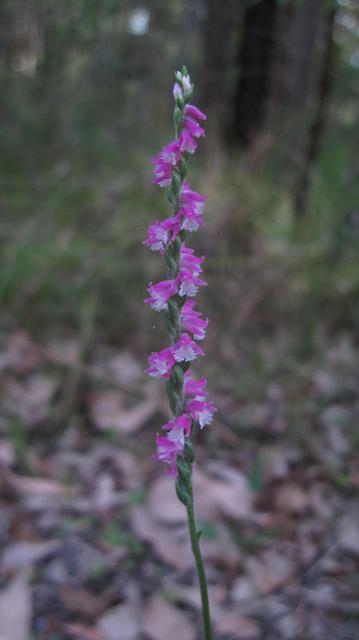 Spiranthes sinensis flower spike