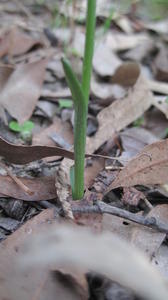 Spiranthes sinensis leaf