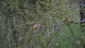 Cassytha pubescens fruit