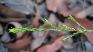 Leucopogon appressus leaves