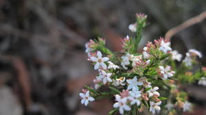 Leucopogon appressus flowers