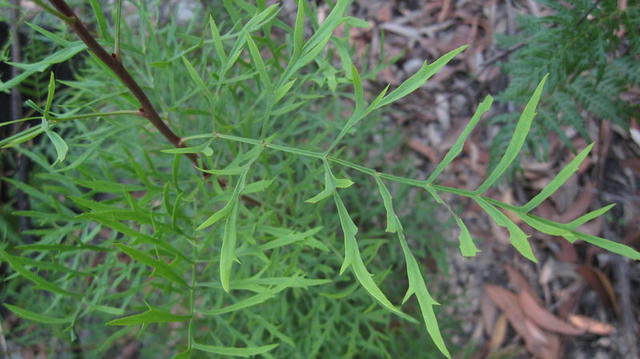 Lomatia silaifolia leaf