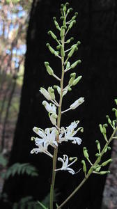 Lomatia silaifolia spike