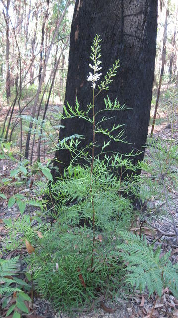 Lomatia silaifolia plant shape