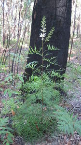 Lomatia silaifolia plant shape