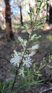 Lomatia silaifolia flowers