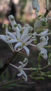 Lomatia silaifolia flowers