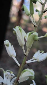Lomatia silaifolia buds