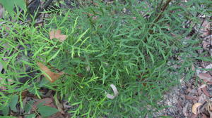 Lomatia silaifolia leaves
