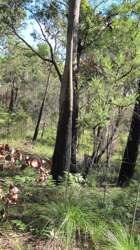 Xanthorrhoea resinosa plant shape