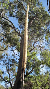 Xanthorrhoea resinosa woolly flower spike