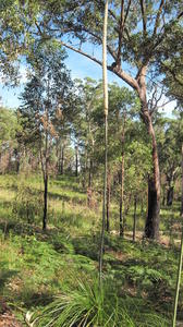 Xanthorrhoea resinosa tall spike