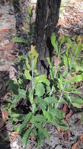 Xylomelum pyriforme new growth after fire