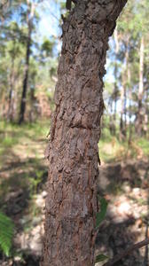 Xylomelum pyriforme bark