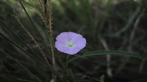 Polymeria calycina flower