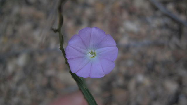 Polymeria calycina flower