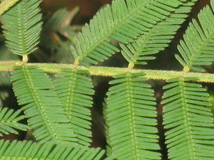 Acacia irrorata ssp irrorata - Green Wattle