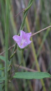 Polymeria calycina flower