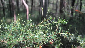 Acacia ulicifolia long stemmed buds