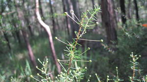 Acacia ulicifolia buds