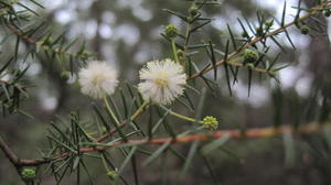 Acacia ulicifolia flowers