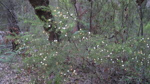 Acacia ulicifolia plant shape