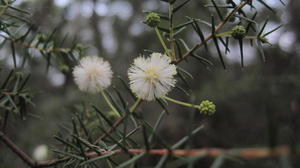 Acacia ulicifolia flowers