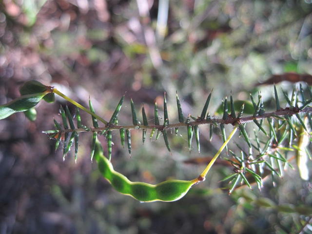 Acacia ulicifolia seed pod
