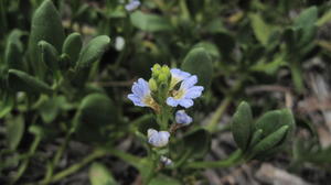 Scaevola calendulacea flowers and leaves