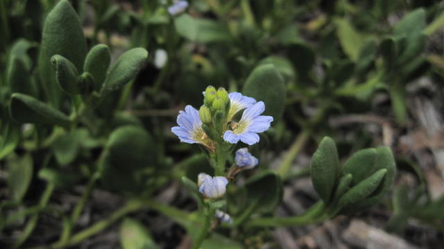 Scaevola calendulacea flowers and leaves