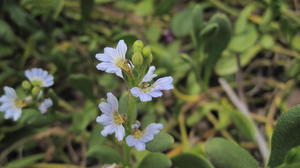 Scaevola calendulacea flowers