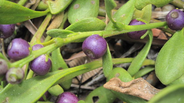 Scaevola calendulacea fruit
