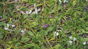 Scaevola calendulacea sprawling plant