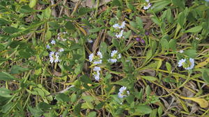 Scaevola calendulacea sprawling plant