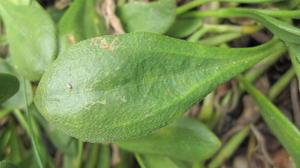 Scaevola calendulacea leaf