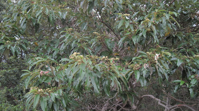 Alphitonia excelsa flowers on tree