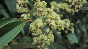 Alphitonia excelsa flowers