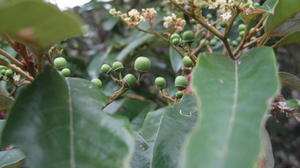 Alphitonia excelsa immature fruit