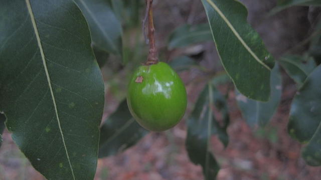 Endiandra sieberi immature fruit