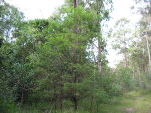 Acacia irrorata habit 