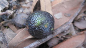 Endiandra sieberi ripe fruit