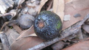 Endiandra sieberi ripe fruit