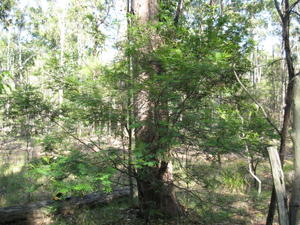 Acacia irrorata habit