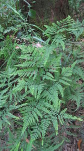 Adiantum formosum fronds