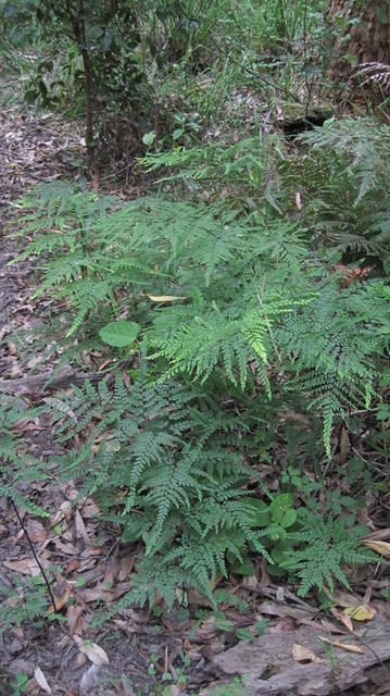 Adiantum formosum plant shape