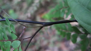 Adiantum formosum stem