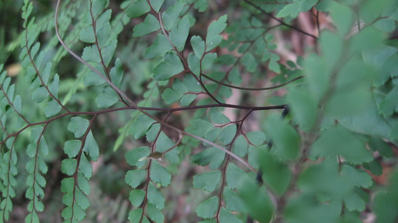 Adiantum formosum stem and leaflets