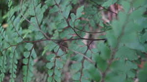 Adiantum formosum stem and leaflets