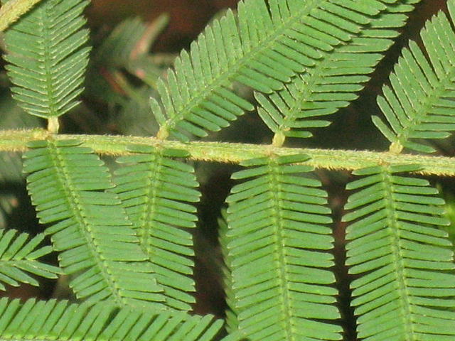 Acacia irrorata rachis with yellow appressed hairs, no glands