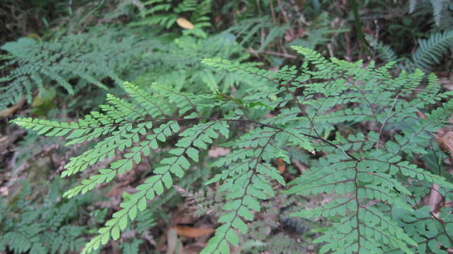 Adiantum formosum frond